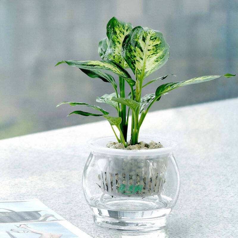 吸甲醛最好的绿植是什么,吸甲醛的绿植哪个最好