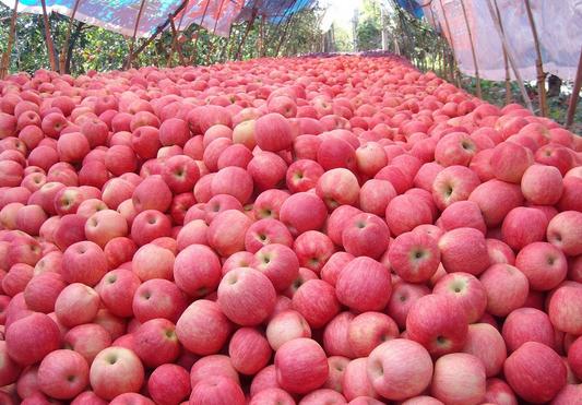 水果生意的技巧,如何做水果生意视频