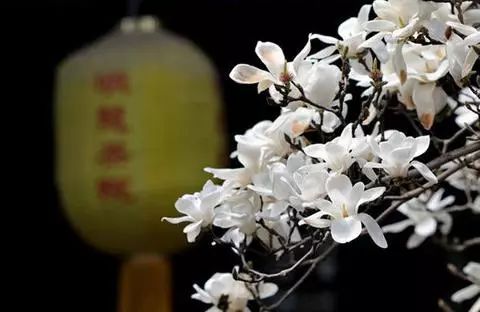 北京玉兰花观赏地,北京最美紫玉兰在哪