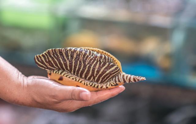 黑妹胖胖旅游记,三亚胖小六5天4晚自由行团报价