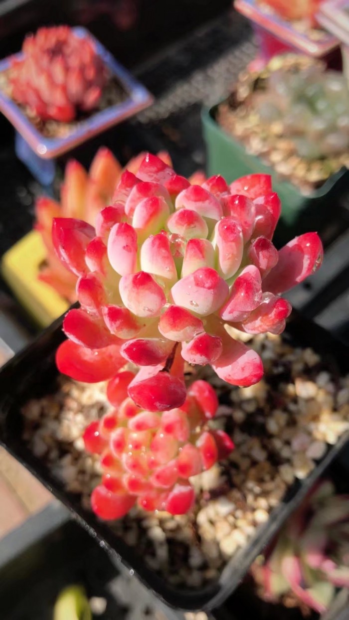 多肉种植的一些常见问题,多肉虹之玉锦的种植方法