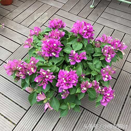 这6种花随便扔土里就能活,长势最快的爬藤植物不怕晒