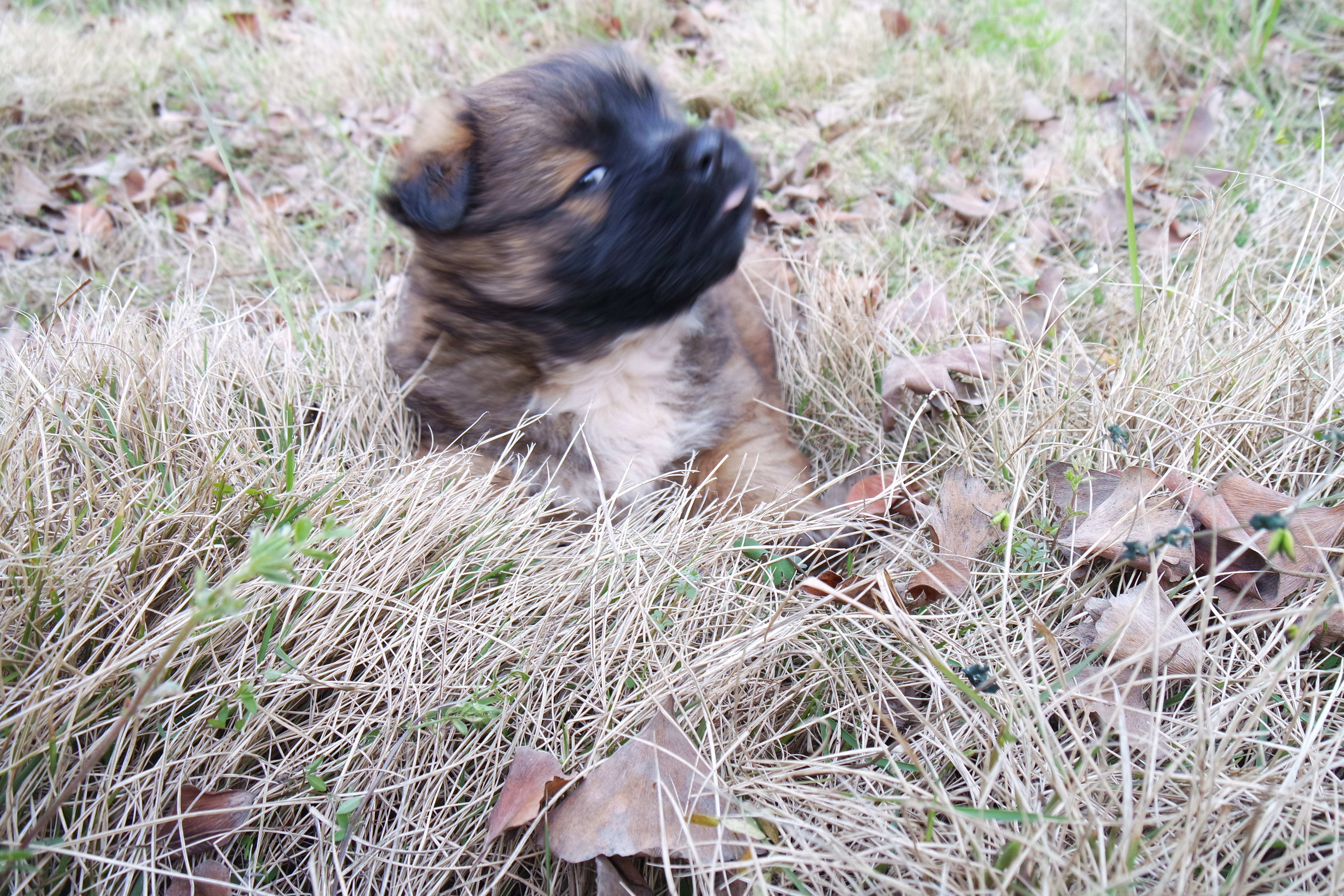 武昌理工学院樱花,武昌理工学院滚烫的青春