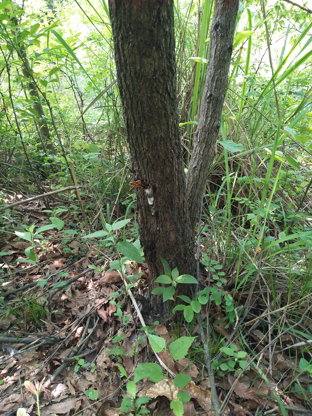 金环胡蜂和黑盾胡蜂养哪个比较好,金环胡蜂养殖全套技术公布