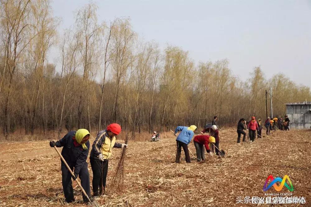柳林屯乡土地流转,柳林经济转型