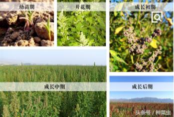 藜麦的种植技术,藜麦的种植条件