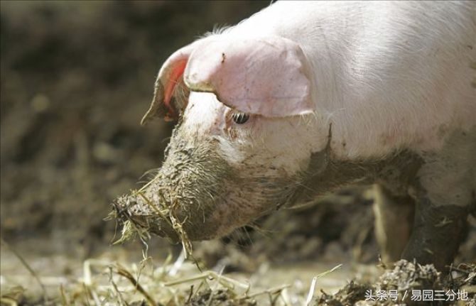 属猪生日图片,属猪生日解释