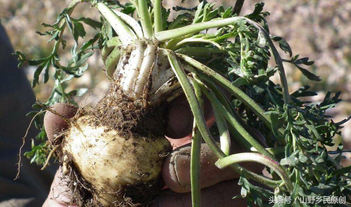 揭秘玛咖的骗局,玛咖传销骗局是真的吗