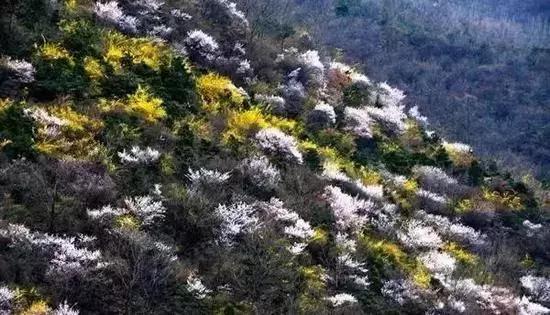 12处桃花源，为河南最美的春天代言，你认为怎样？欢迎添加