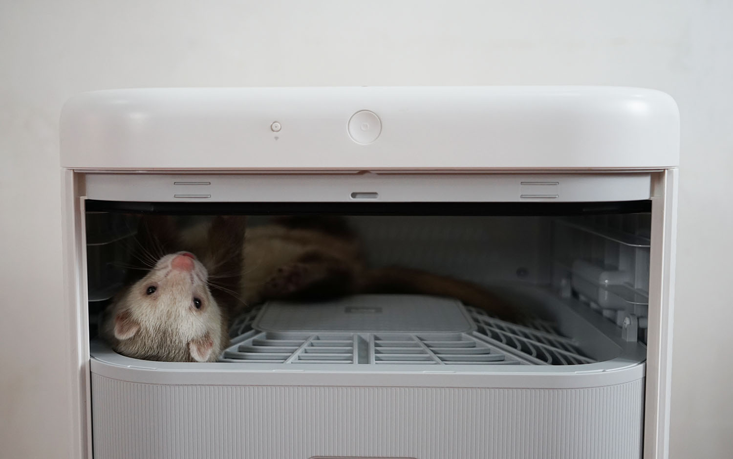 空气净化器除宠物屎味吗,空气净化器能去除宠物异味吗