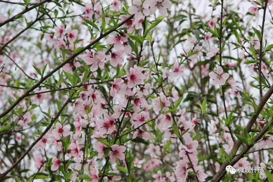 三月什邡旅游景点,三月的成都美景