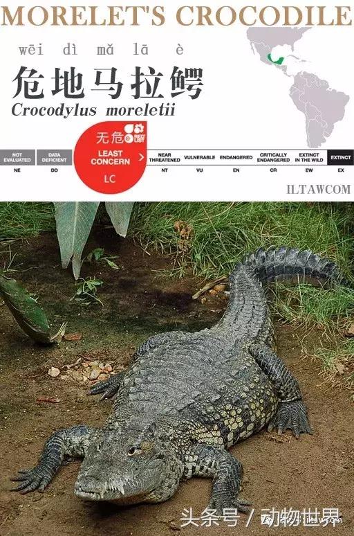扬子鳄被称为古老的爬行动物,新生代爬行动物巨鳄
