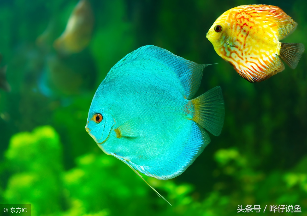 养宠物鱼的心法,新手养宠物健康知识