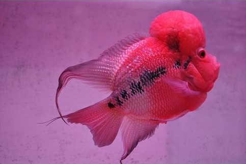 罗汉鱼饲养方法,金花罗汉鱼饲养技巧