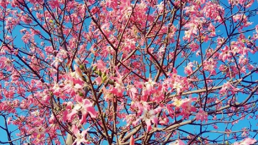 我在时光斑驳处听到花开的声音,聆听花开原唱