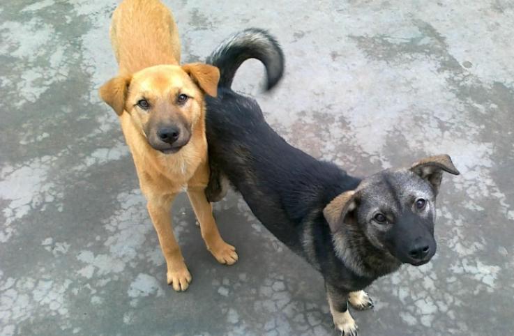 最受欢迎的前十种狗狗,最受欢迎的10种狗狗排行榜