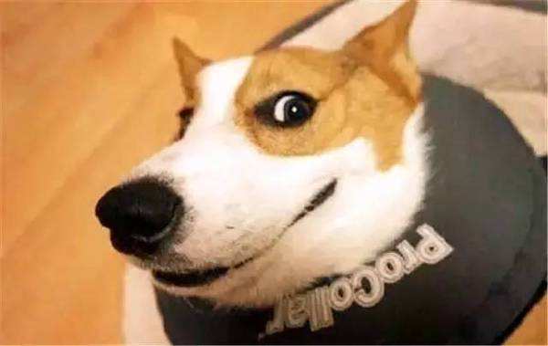 全世界公认的这几种狗狗最好看,十大最受欢迎的大型狗狗排名