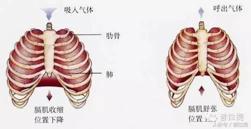 普拉提呼吸方法和技巧,普拉提呼吸和腹式呼吸的区别
