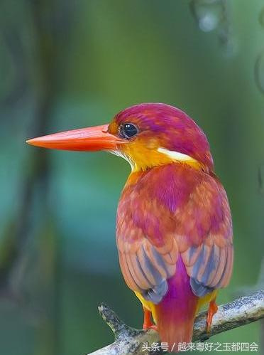 哈轩翡翠知识,学翡翠专业知识