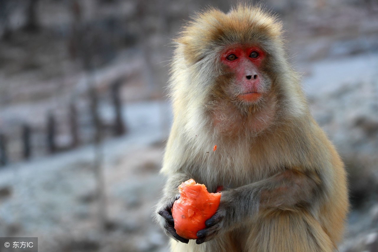 生肖猴天降喜讯是真的吗,生肖猴喜从天降
