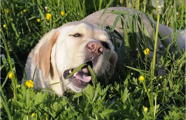 狗狗爱吃草是什么意思,狗狗出去找草吃是怎么回事