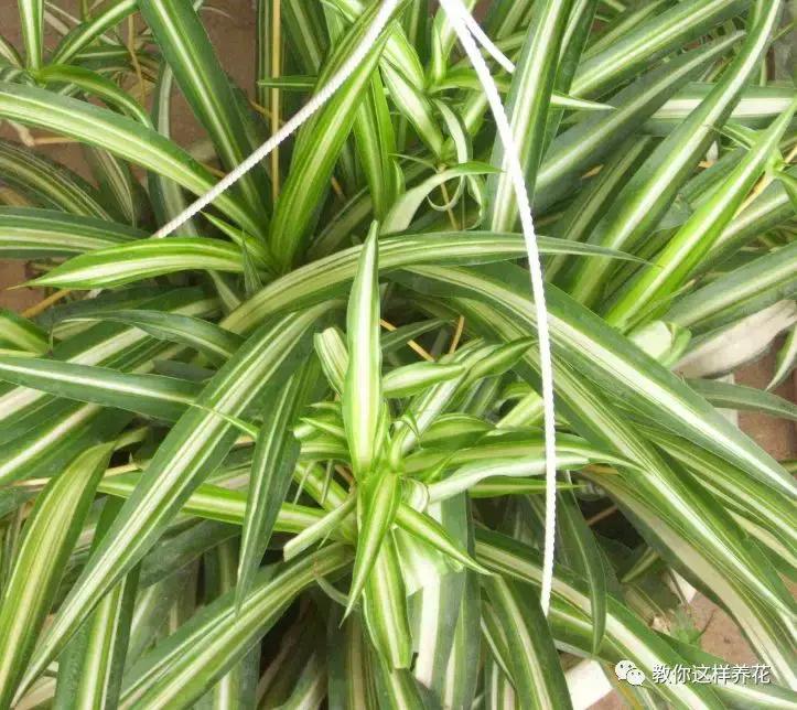 洋葱水可以浇君子兰吊兰绿萝吗,绿萝君子兰怎么养才能长得快