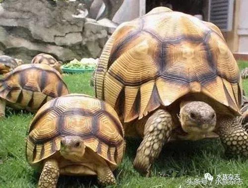 长寿陆龟在哪里,最长寿的缅甸陆龟