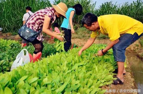 生态菜园盈利模式,私家菜园创业计划书