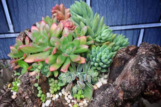 春来花自青秋至叶飘零原文解释,春来花自青秋至叶飘零出自哪里