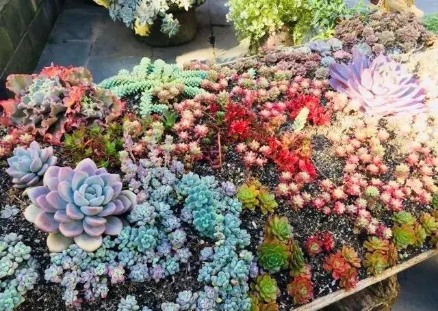 春来花自青秋至叶飘零原文解释,春来花自青秋至叶飘零出自哪里