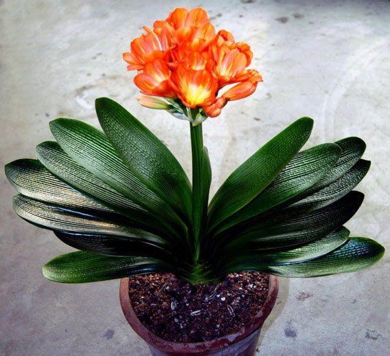 植物生病了也需要“吃”片药，根系健壮叶色光亮厚实！