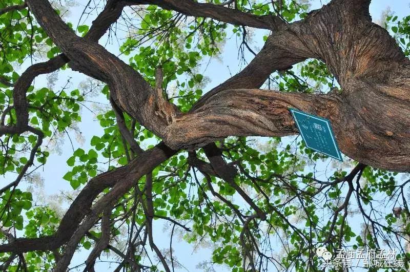 唯美中式风景,唯美花开美景图片