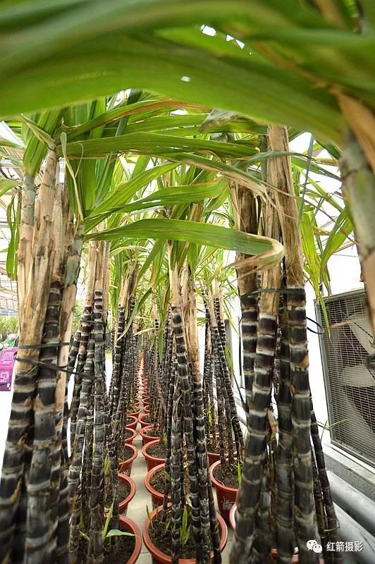 农业嘉年华北京,北京农业嘉年华延期