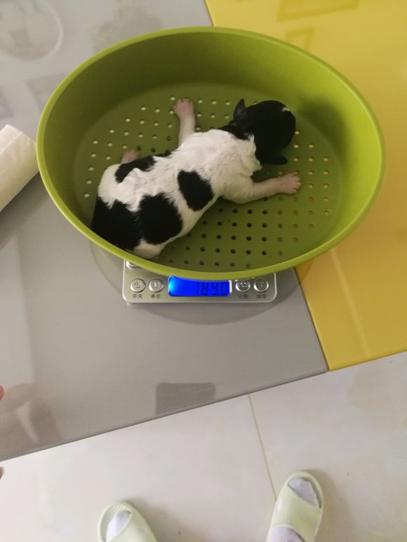 泰迪怀孕58天突然肚子变小,泰迪狗狗怀孕临产怎么安慰它