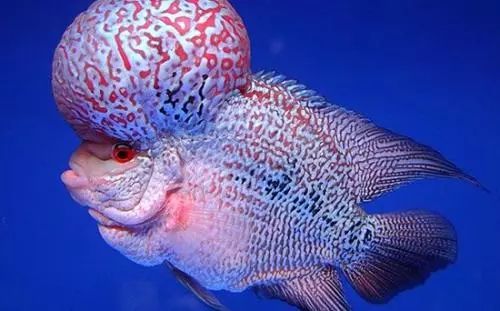 金花罗汉鱼饲养技巧,火凤罗汉鱼饲养方法