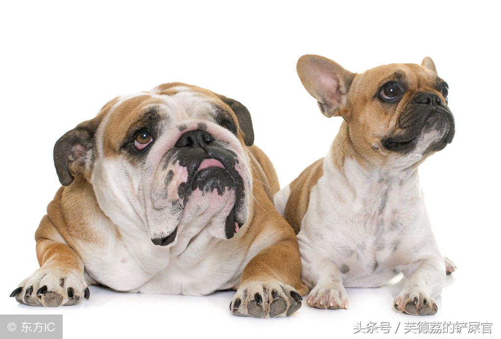 铲屎官的血泪史,新进铲屎官血泪史第一天