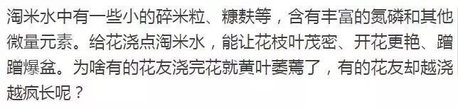 淘米水浇花容易起虫子吗,淘米水浇花会生虫子怎么办