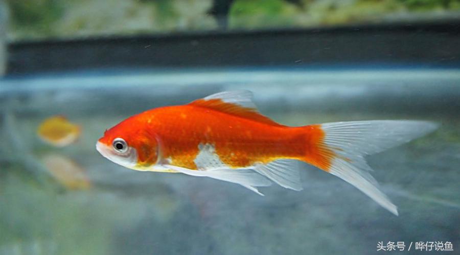 中国金鱼的寿命最长是多少年,中国金鱼文化发展史