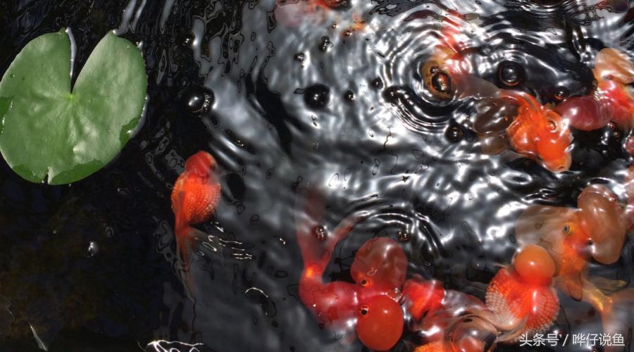 金鱼为啥养一年多死了,金鱼为什么活的时间很少