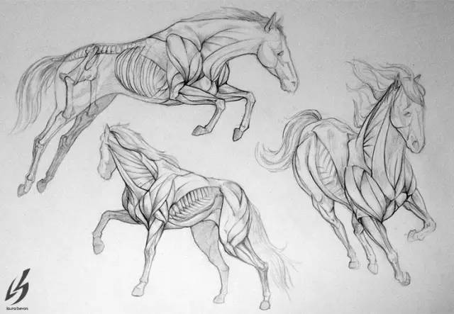 一分钟学会画一个狗,一分钟教你学会画马