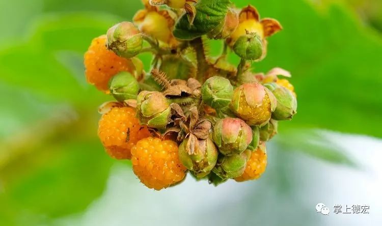 黄泡果熟了,云南特色黄泡