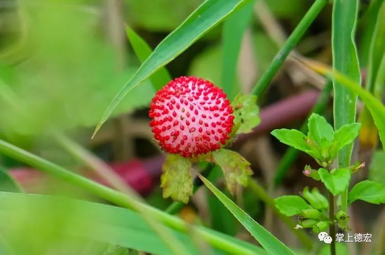 黄泡果熟了,云南特色黄泡