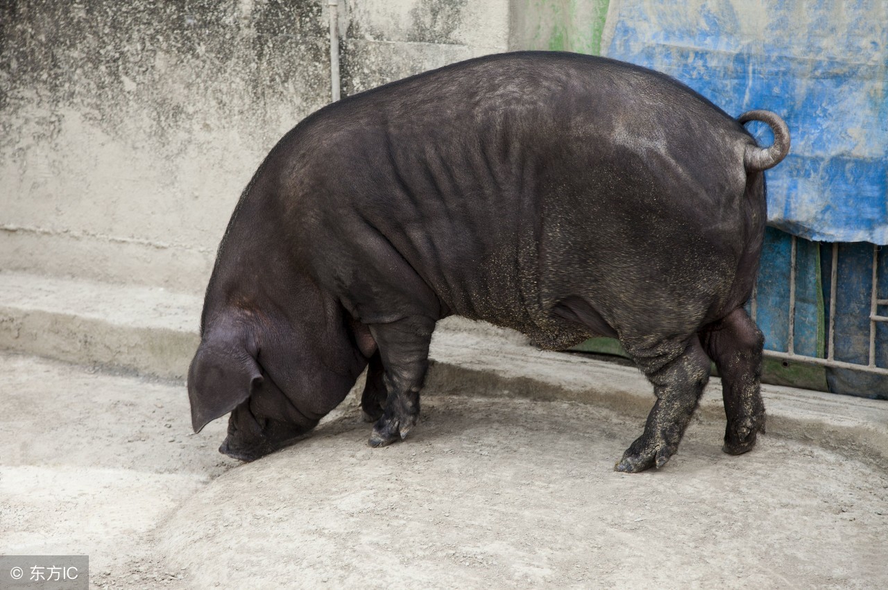 地方猪种展示；体型好，体格健、背线平直，苏姜猪的饲养管理！