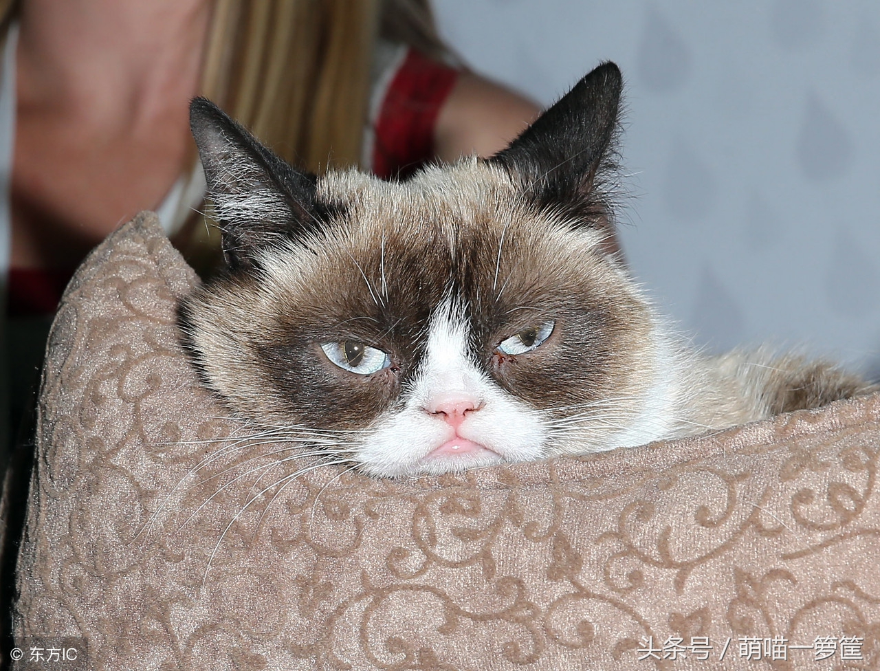 谁说养猫无用?这些网红猫用自己的收入啪啪打你的脸