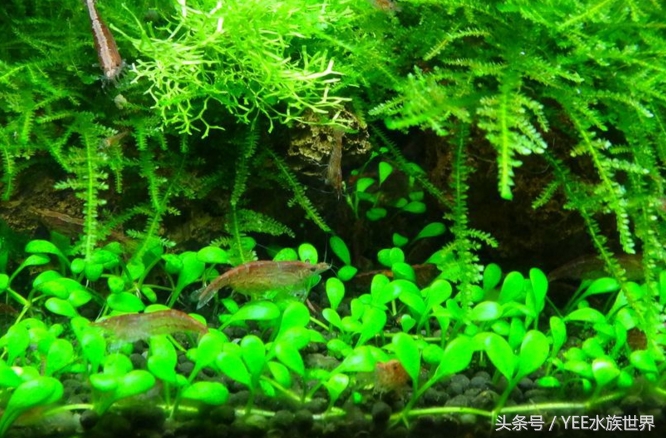 草缸二氧化碳自制还是罐装,为什么草缸需要二氧化碳