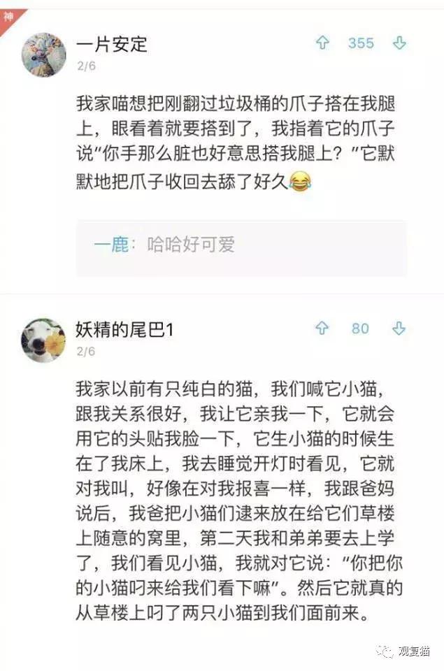 喵星人战斗力有多强,喵星人智商101