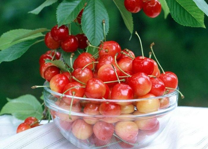 樱桃为什么一次性不能多吃,马上到吃樱桃的季节