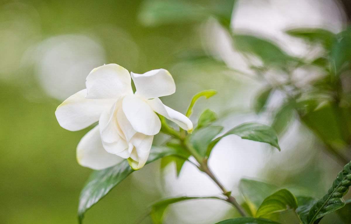 栀子花叶脉绿色叶片发黄什么原因,栀子花换盆浇透水后叶片发黄发焦