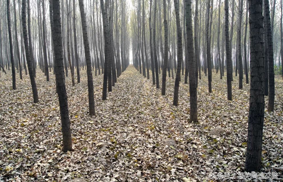 清明游莱芜莲花山,莱芜旅游十大必去景点
