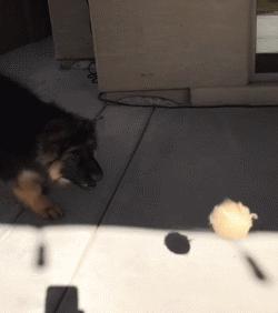 帅气和可爱随时转换,帅气德国牧羊犬视频